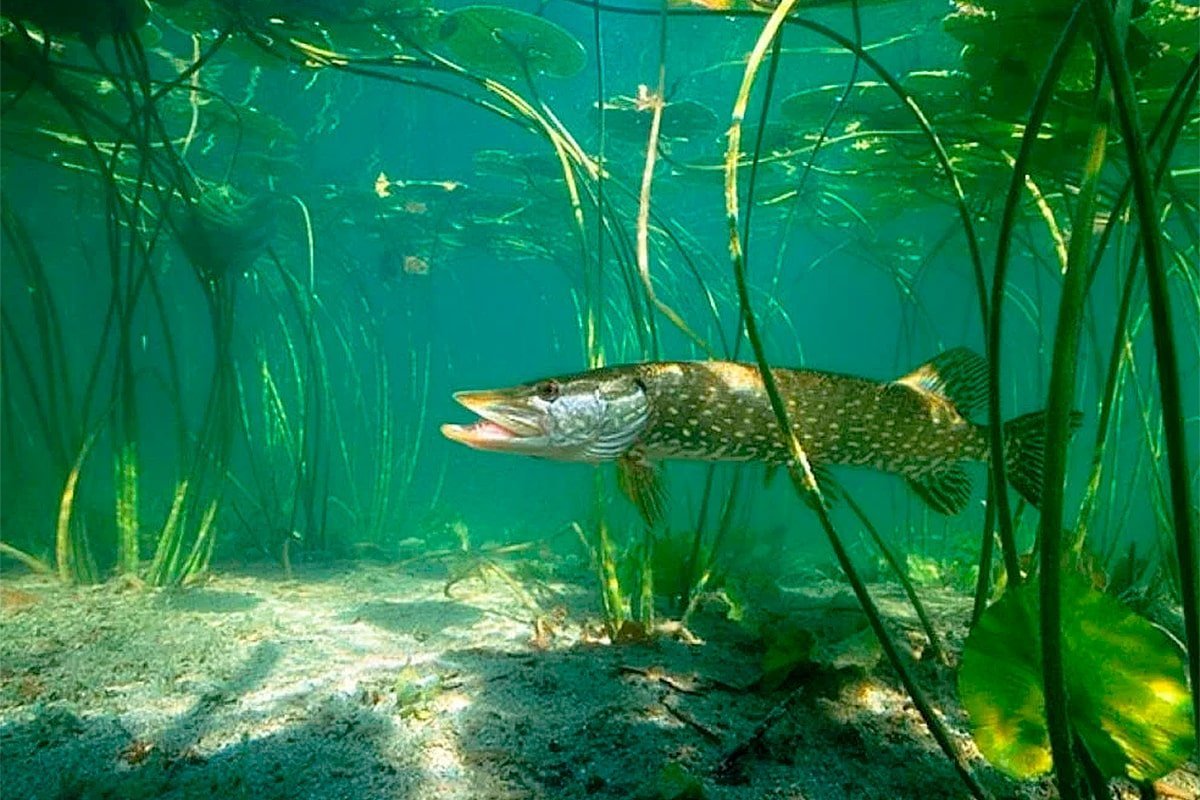 С днём рождения мужчине с рыбой