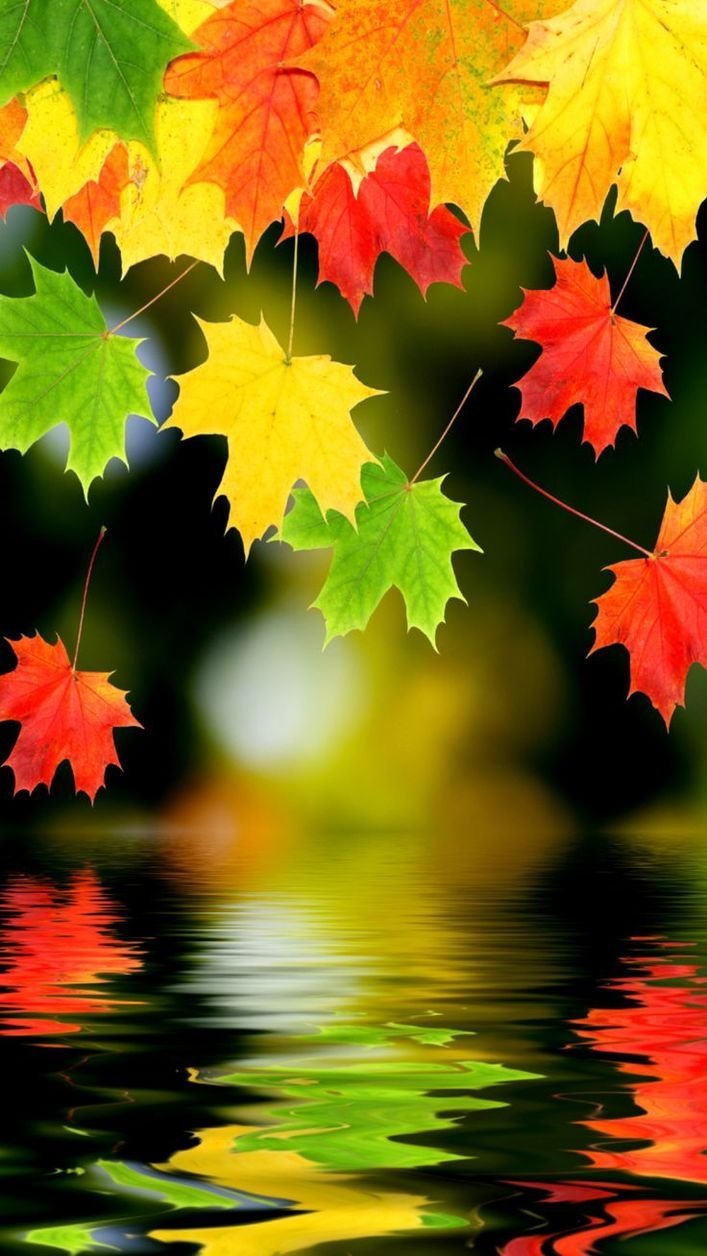 Осенний лес