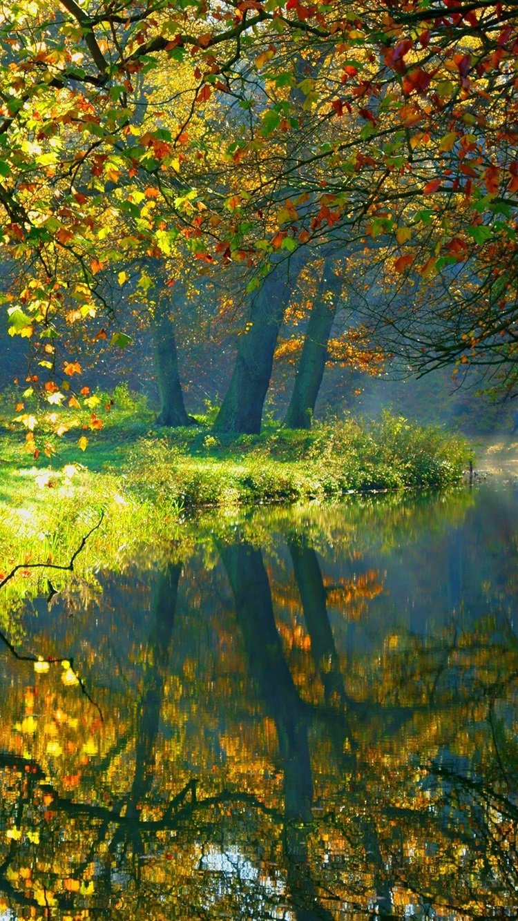 Осенние листья пейзаж