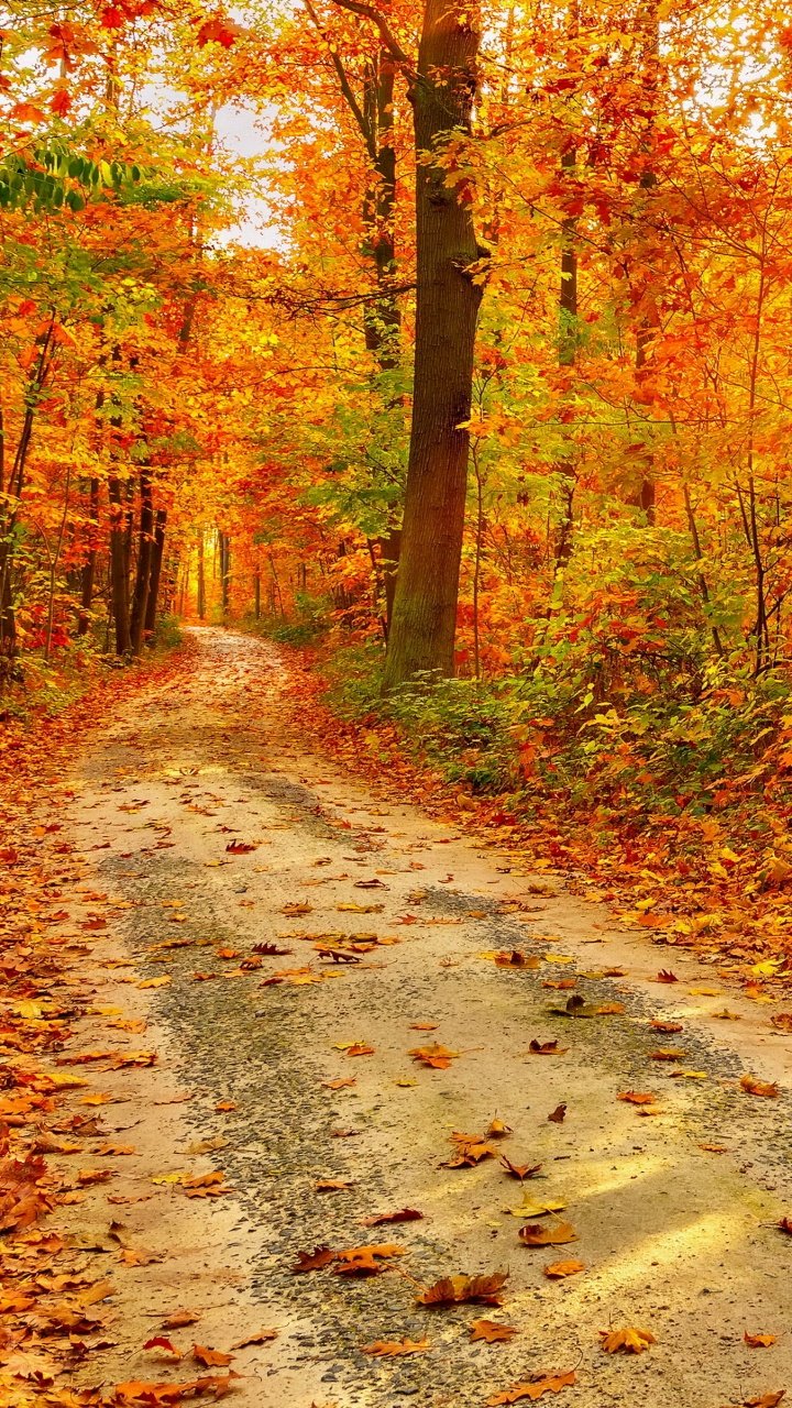 Красивая осень