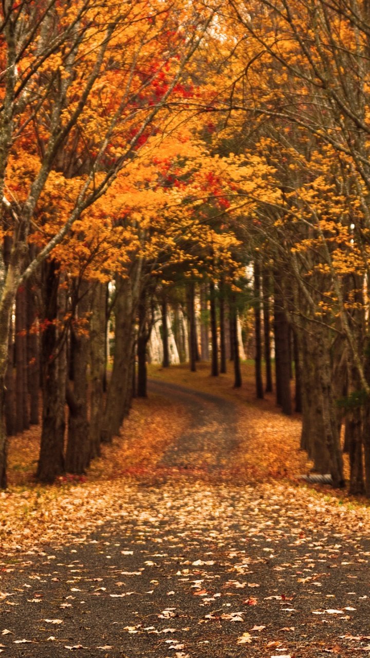 Красная осень