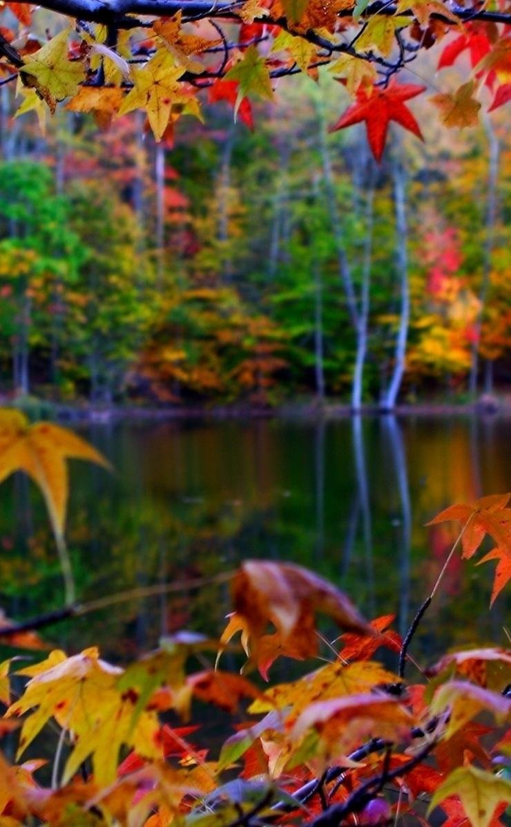 Ранняя осень в лесу