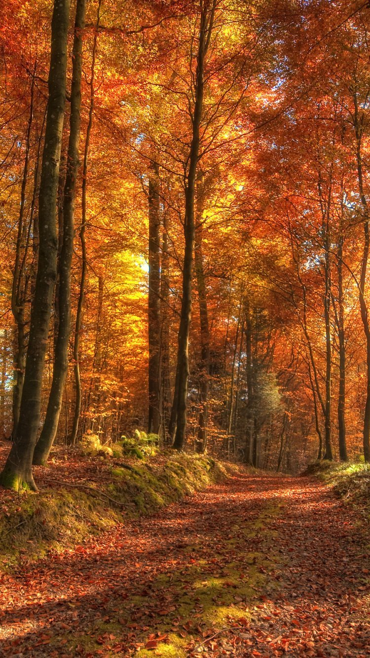 Осенняя заставка