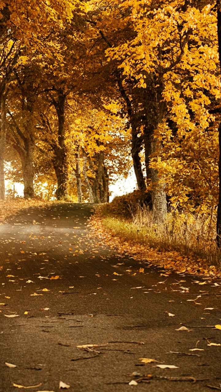 Красивый осенний лес