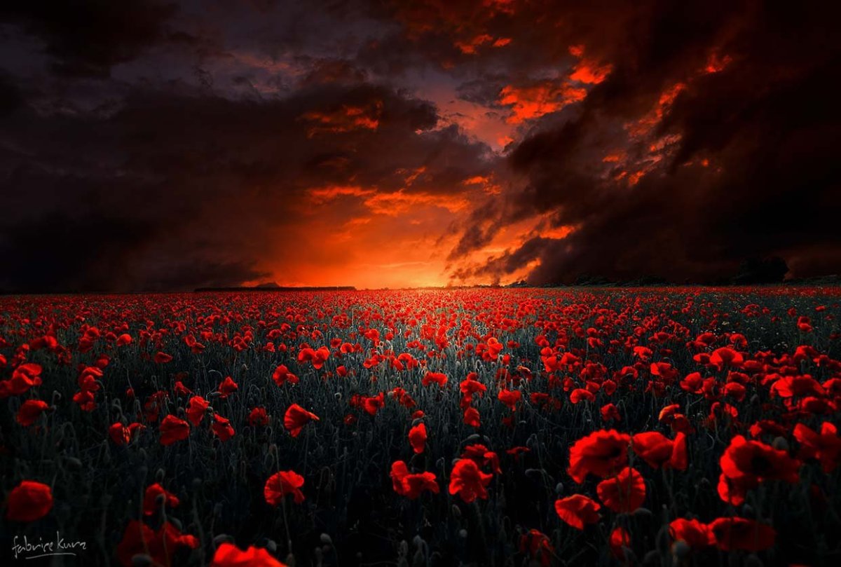 Алые маки Иссык-куля