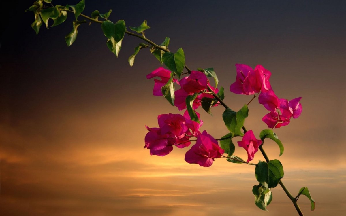 Ночная бугенвиллия