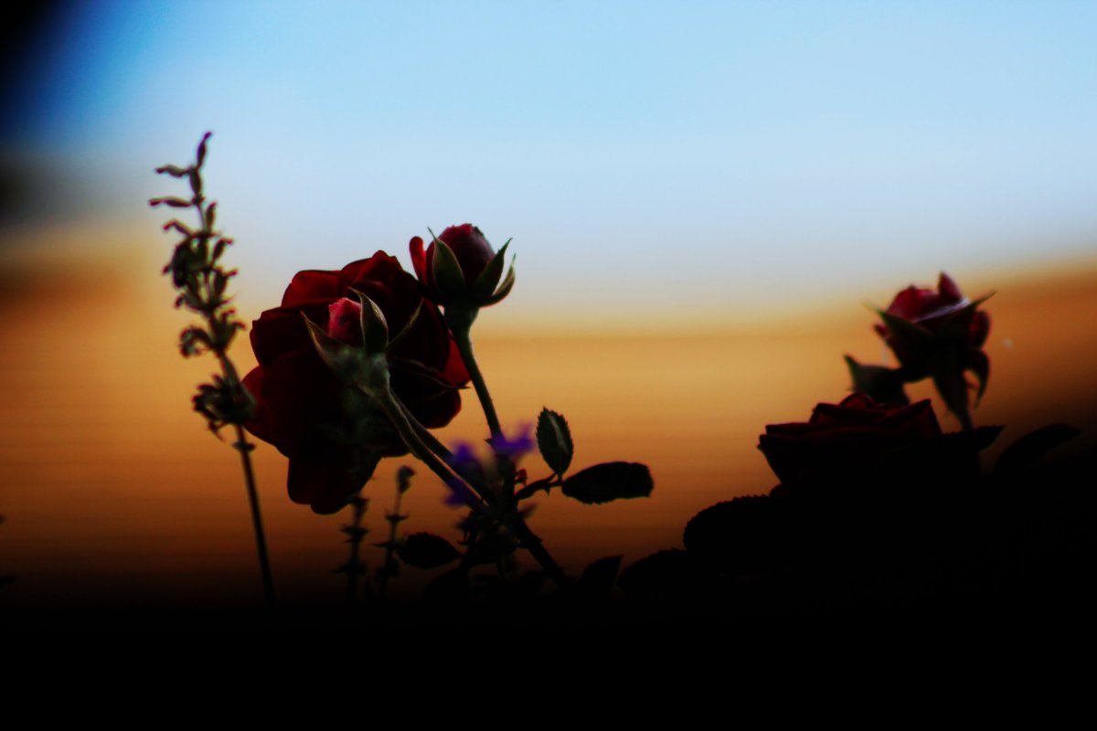 Розы на закате