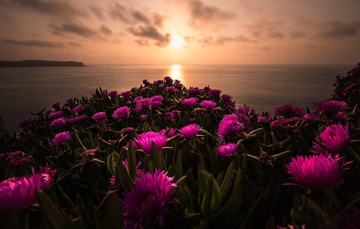 Красные цветы в природе