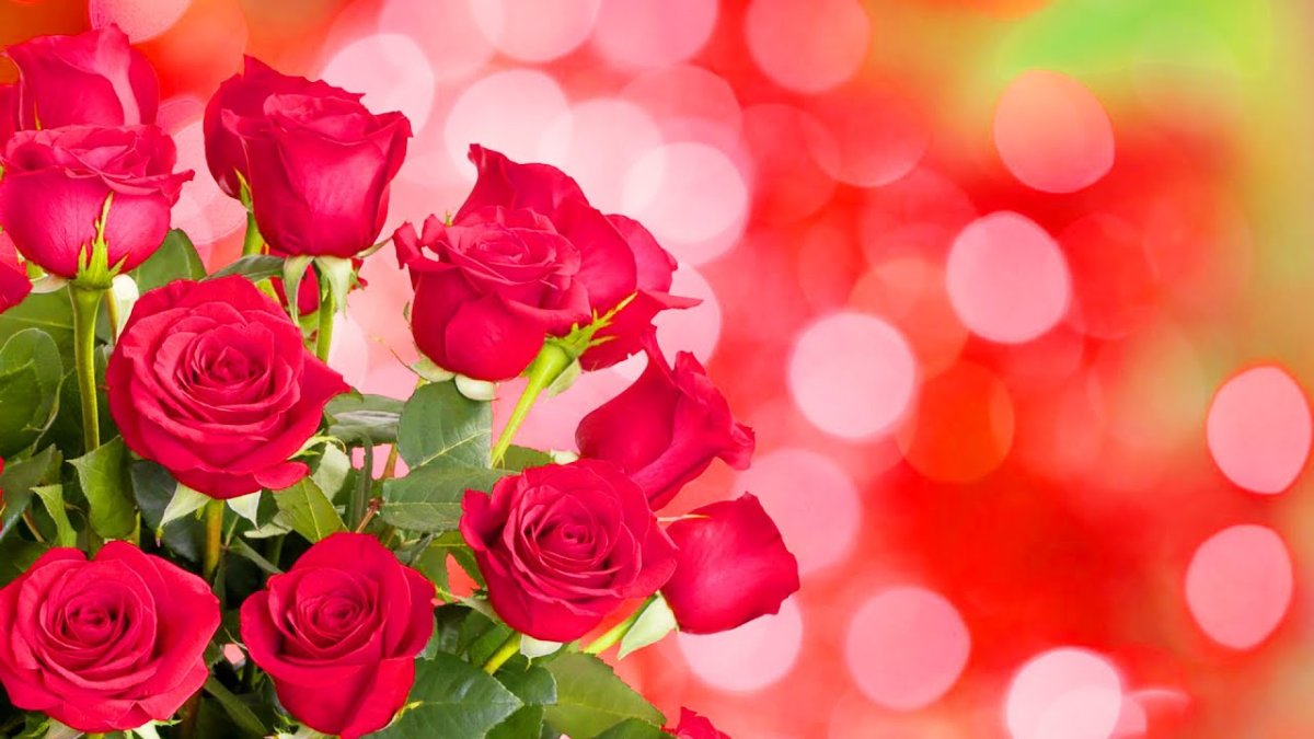 Пышные розы текст. Розы фон. Розы фон для открытки. Красные розы фон. Цветочный фон розы.
