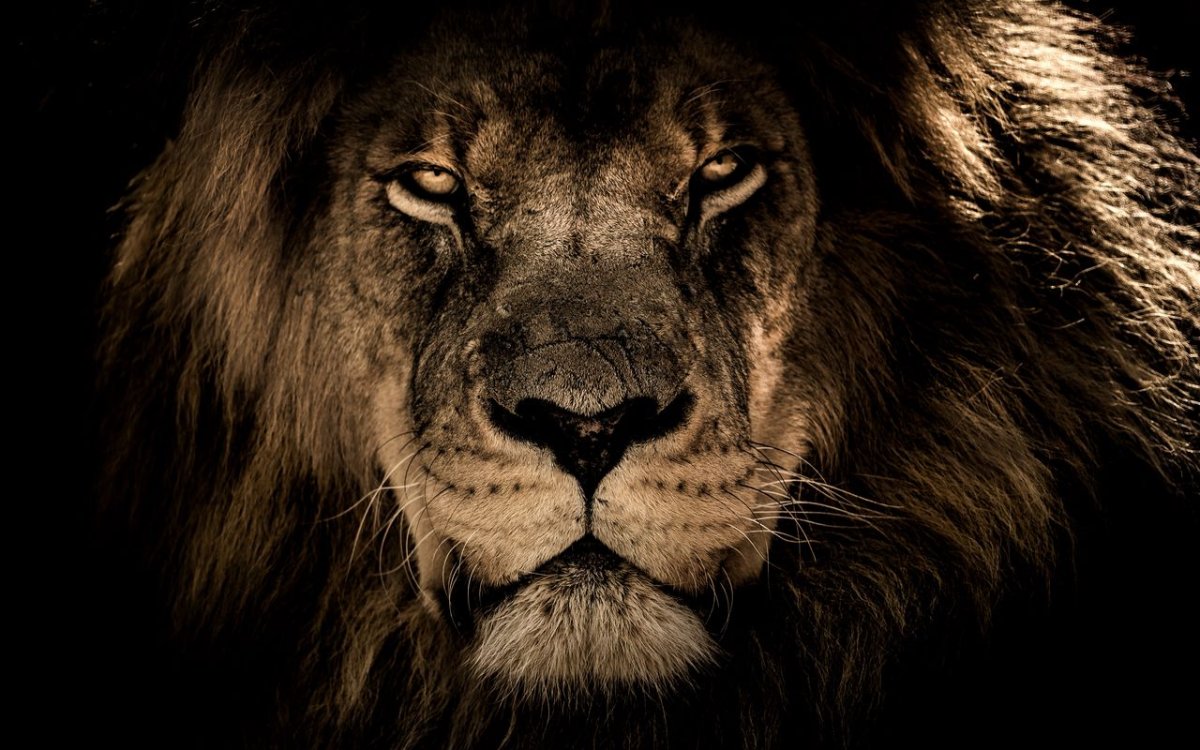 Голова Льва на темном фоне