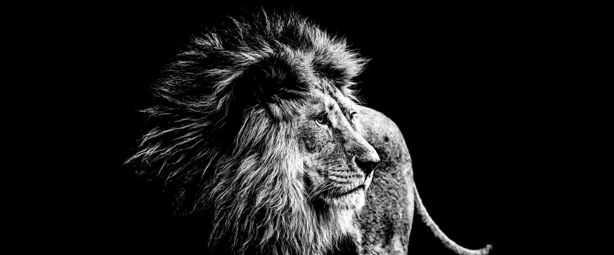 Лев картинки