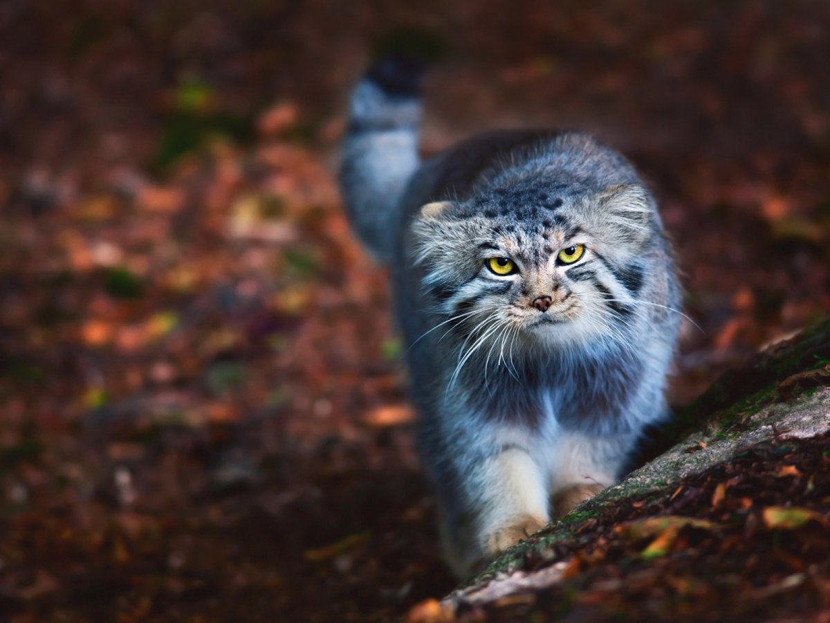 Лесной кот Манул