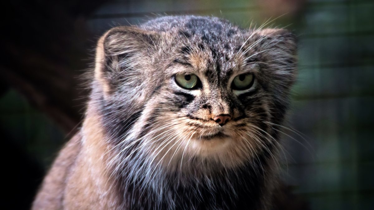 Тибетский Манул морда