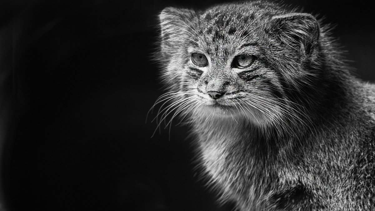 Гибрид манула и домашней кошки