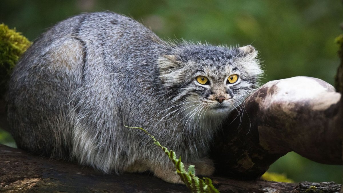 Камышовый кот Манул