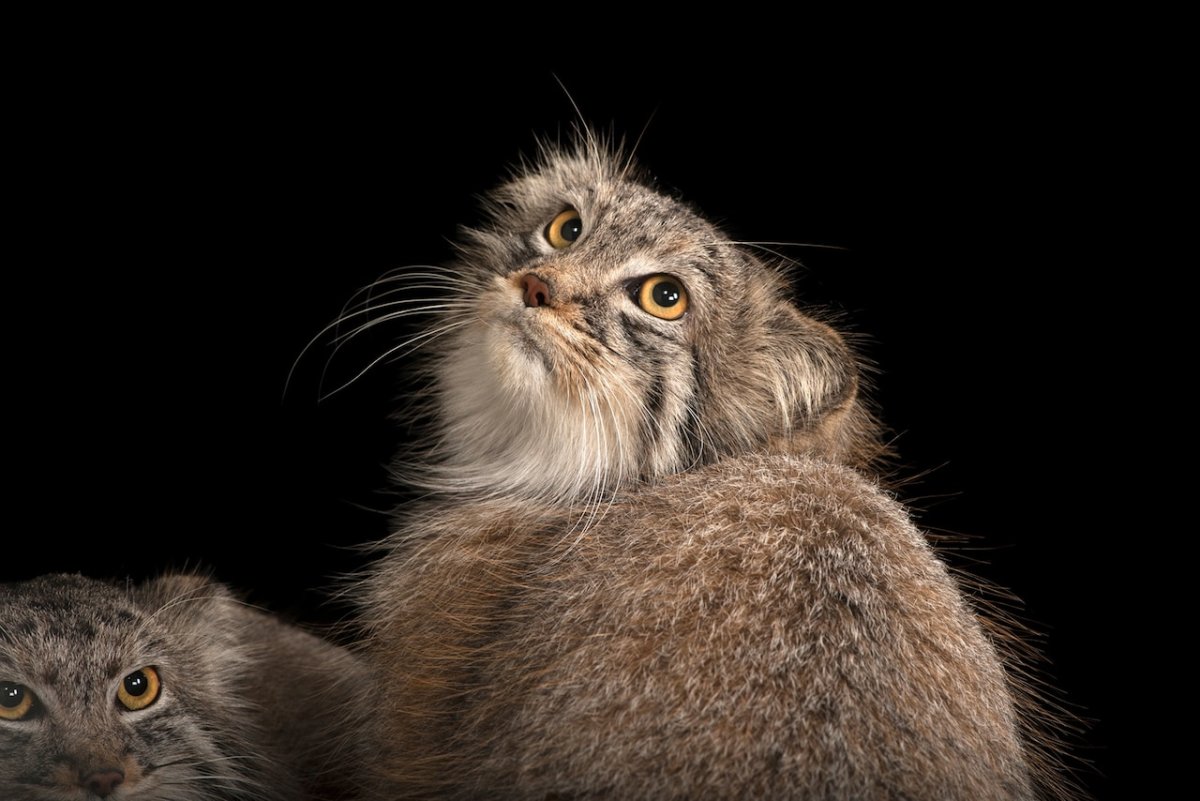 Манул Тимофей зоопарк