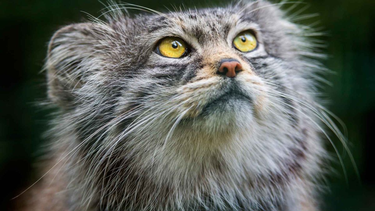 Дальневосточный Манул