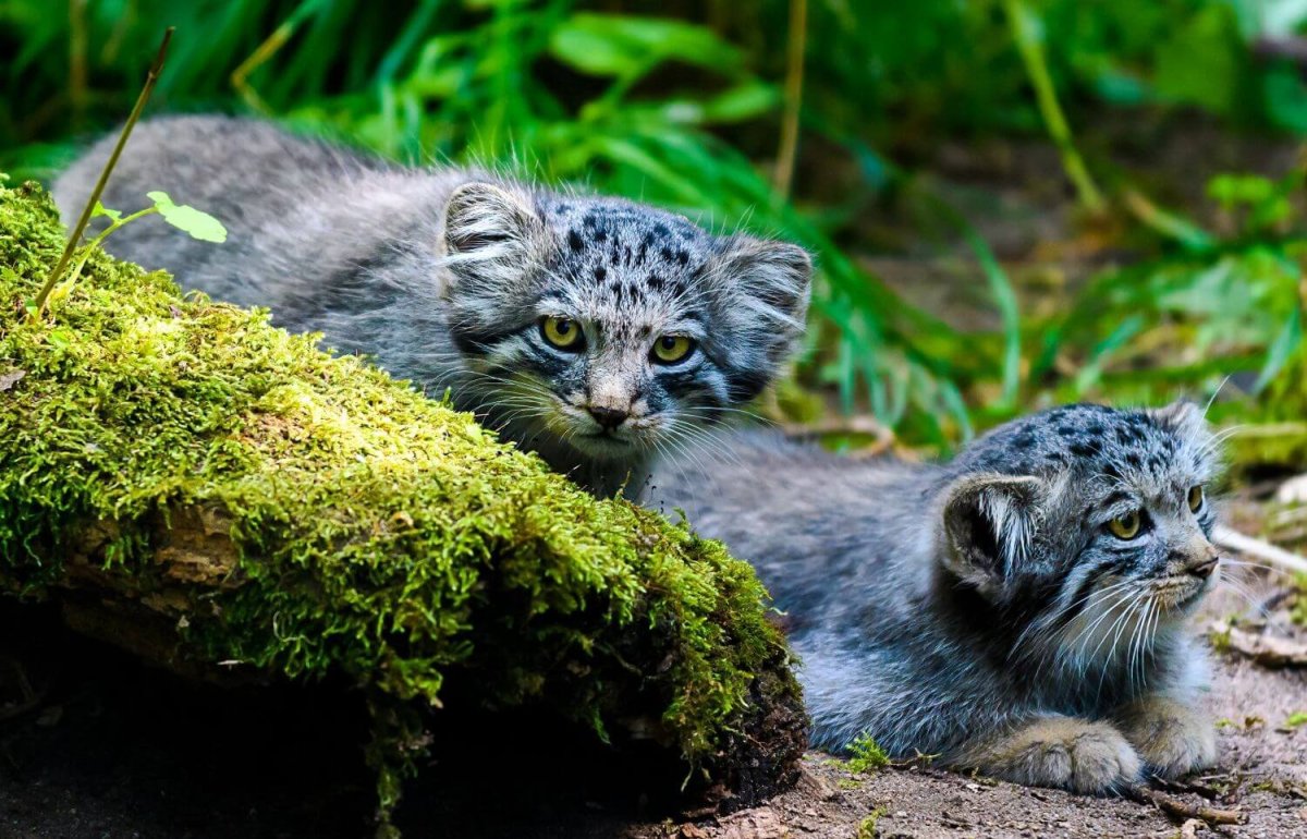 Манул Забайкальский