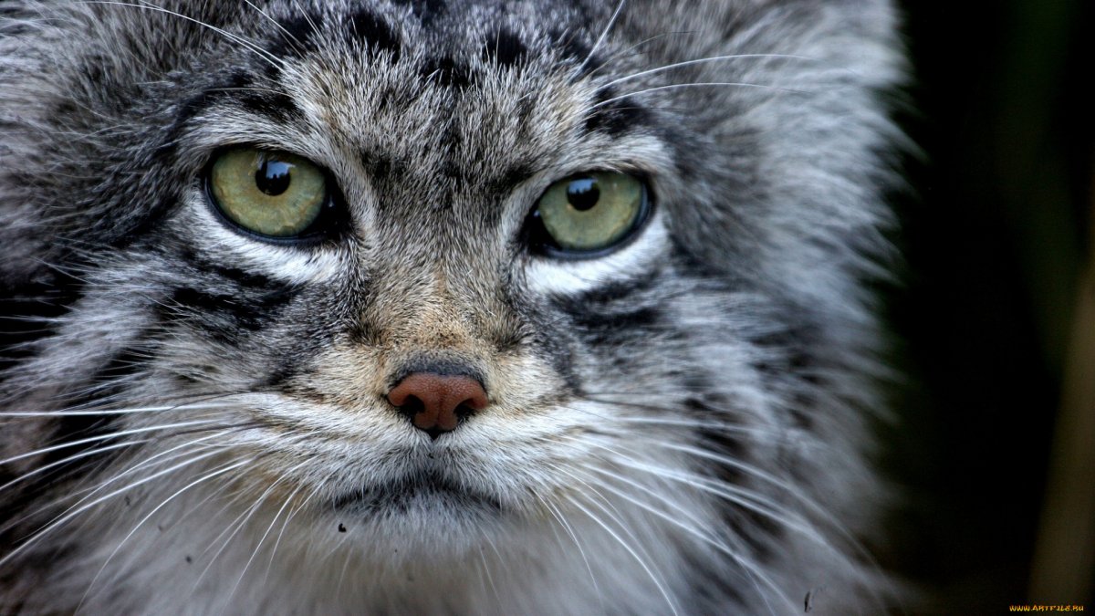 Манул злой взгляд