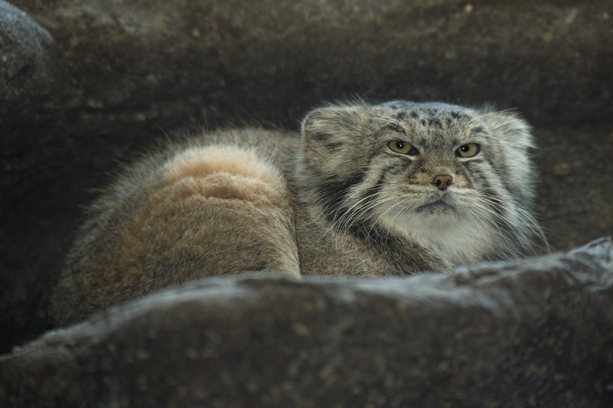 Кот Манул в Республике Алтай