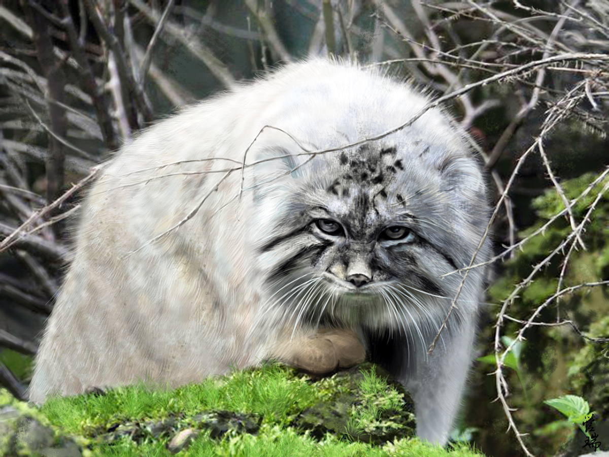 Детеныши кота манула