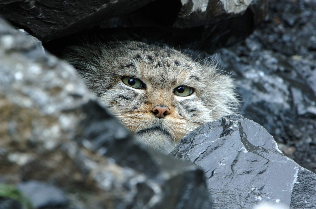 Манул и Рысь