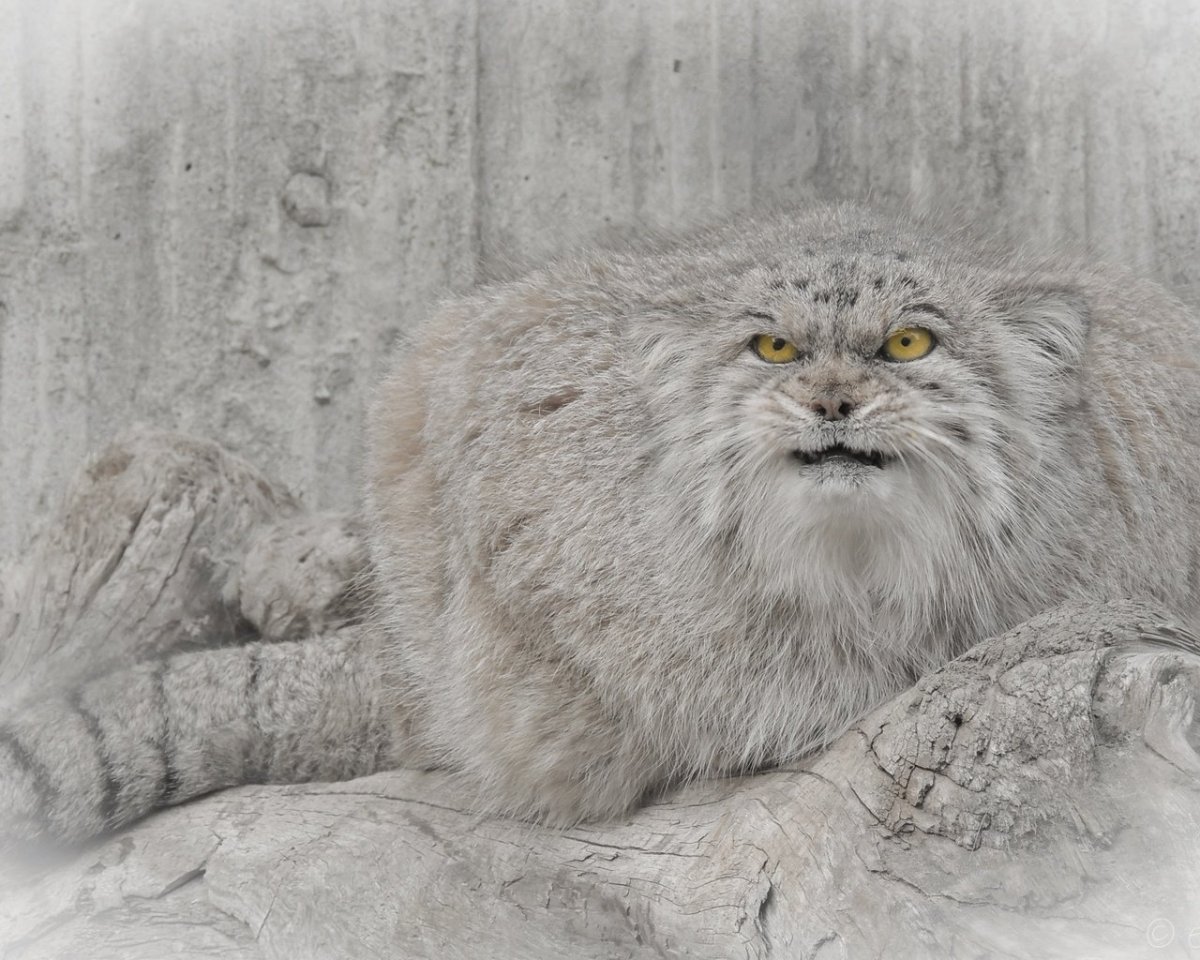 Тибетский Манул