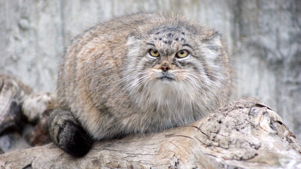 Кошки породы Манул