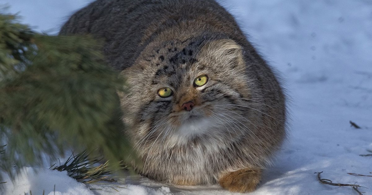 Манул Степной отшельник