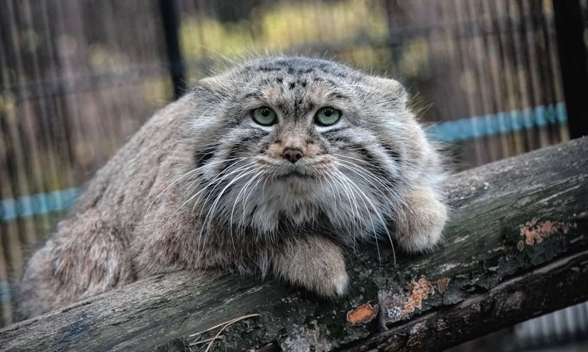 Дальневосточный кот Манул