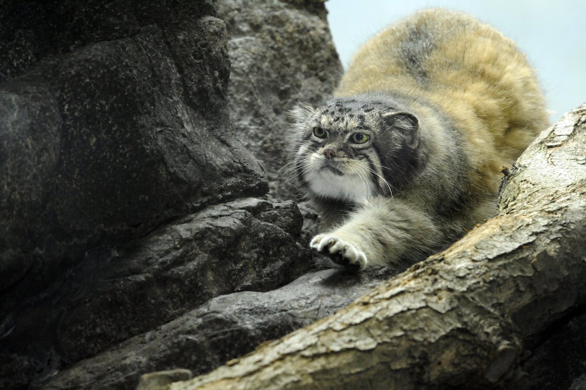 Заставка на рабочий стол Манул