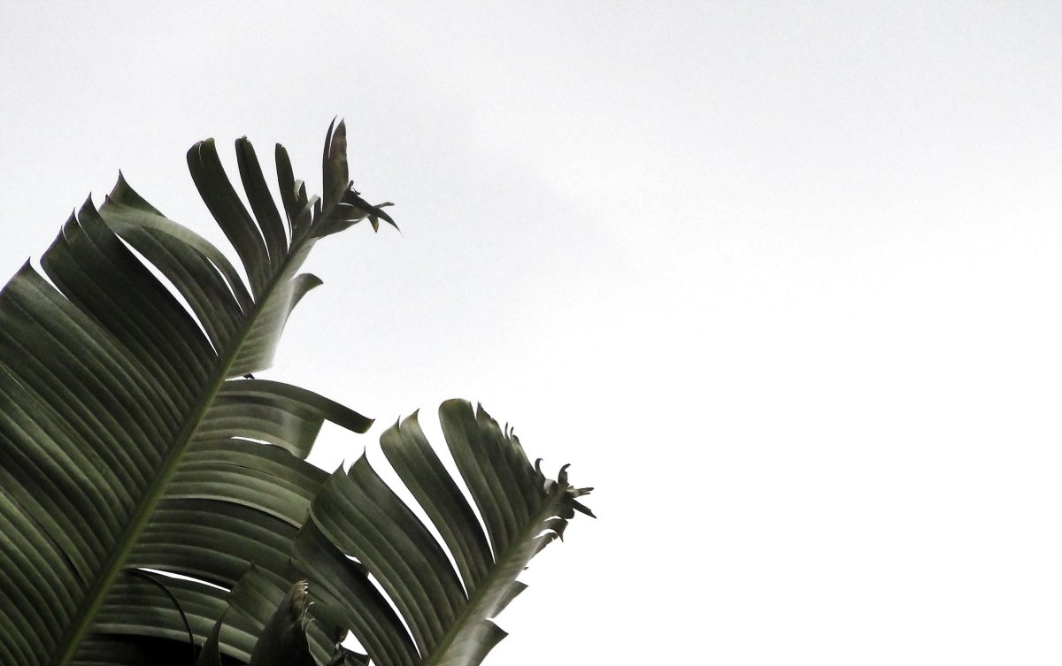 Листья Эстетика