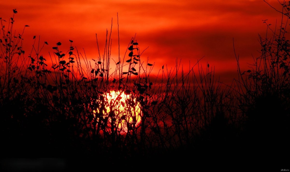 Вишневый закат