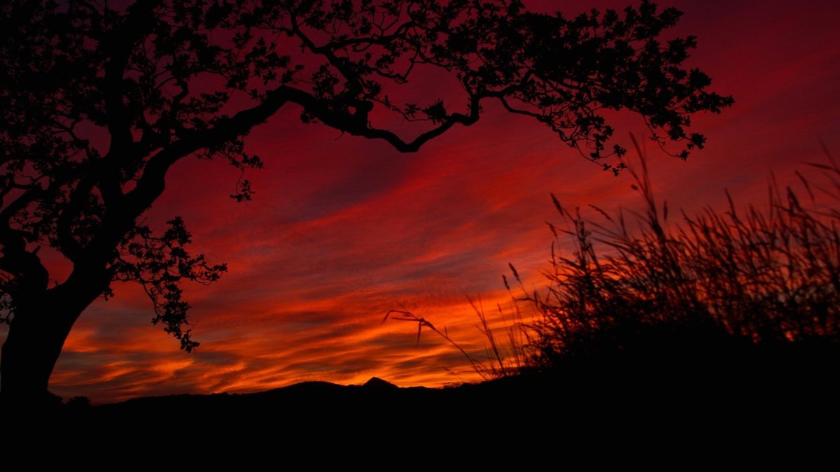 Красный закат на фоне деревьев