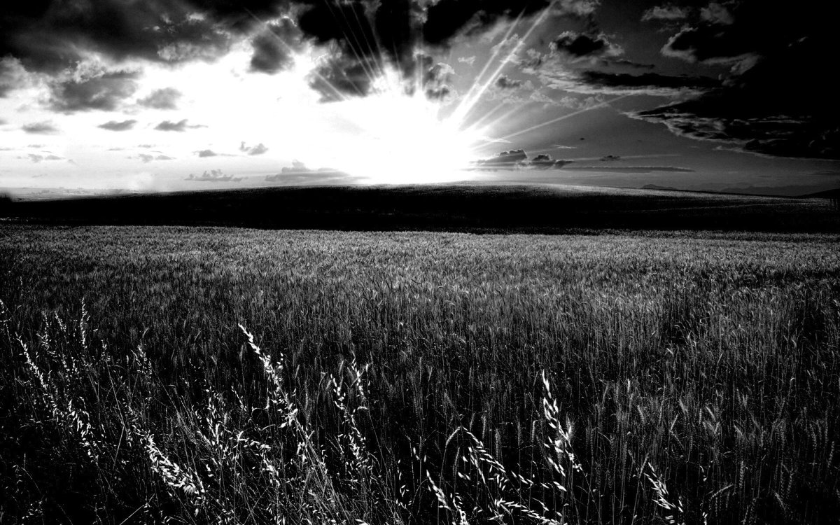 Поле черно белое