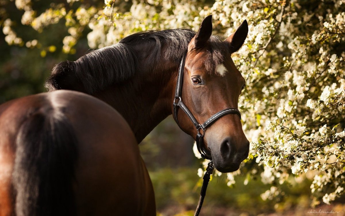 Красивые лошади на дыбах