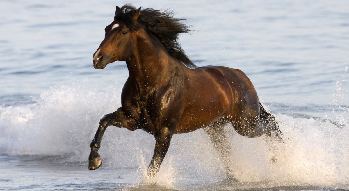 Обои на рабочий стол лошади