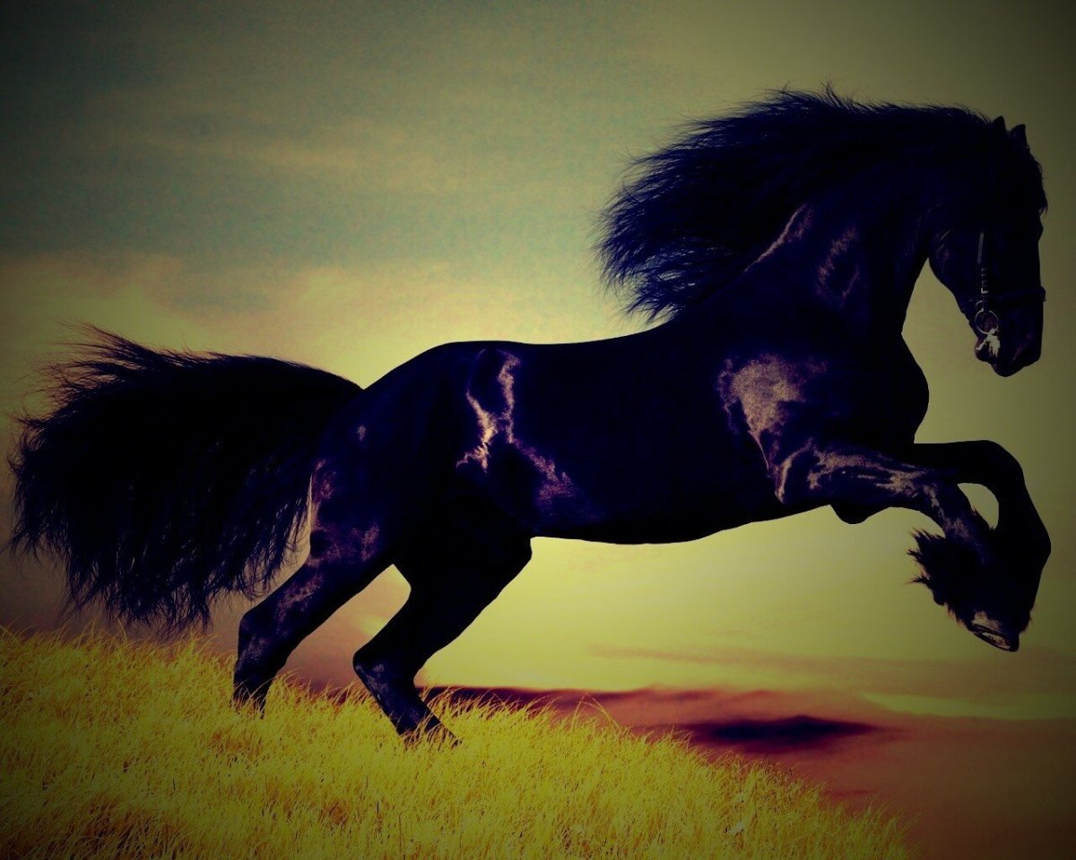 Красивые лошади