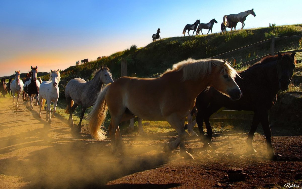 Лошади на заставку
