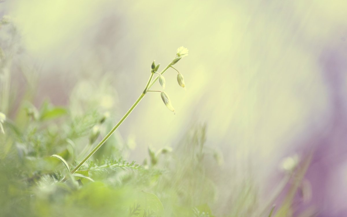 Нежный цветок