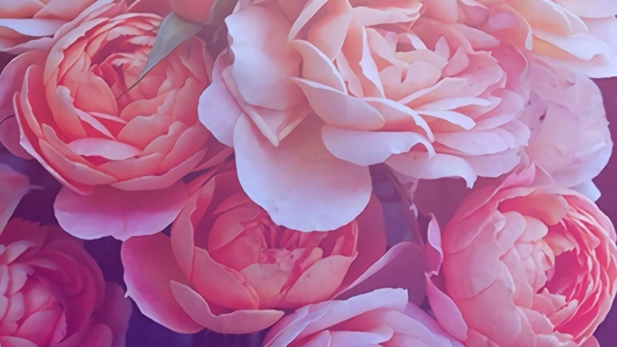 Роза Пинк майолика