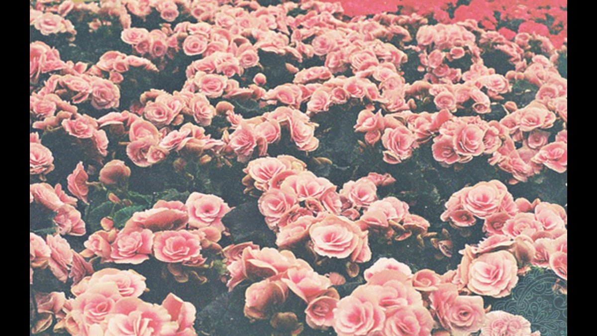 Хипстерские цветы