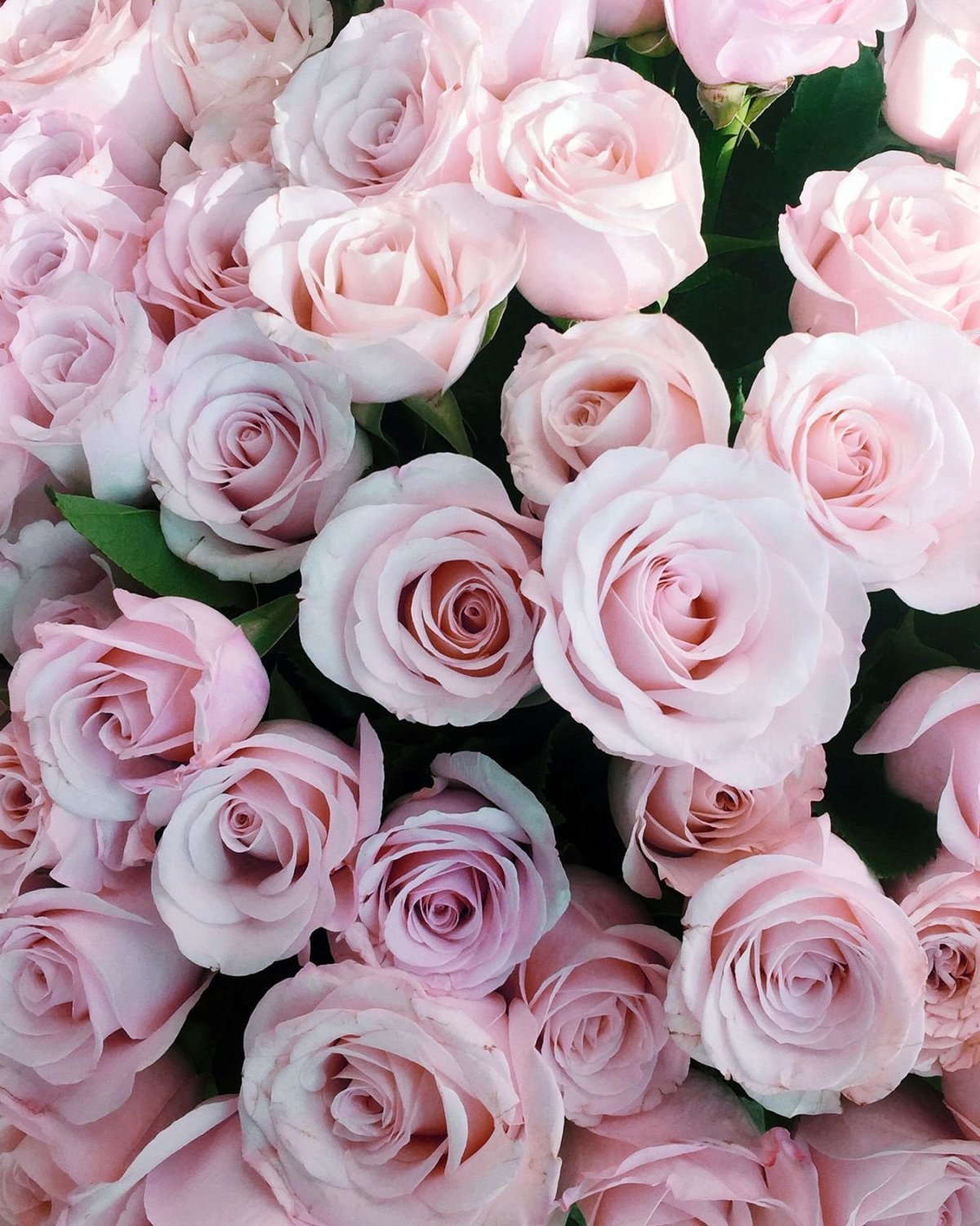 Роза кустовая нежно розовая