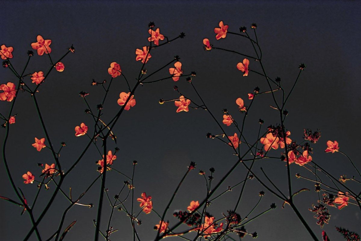 Эстетика цветы вечер