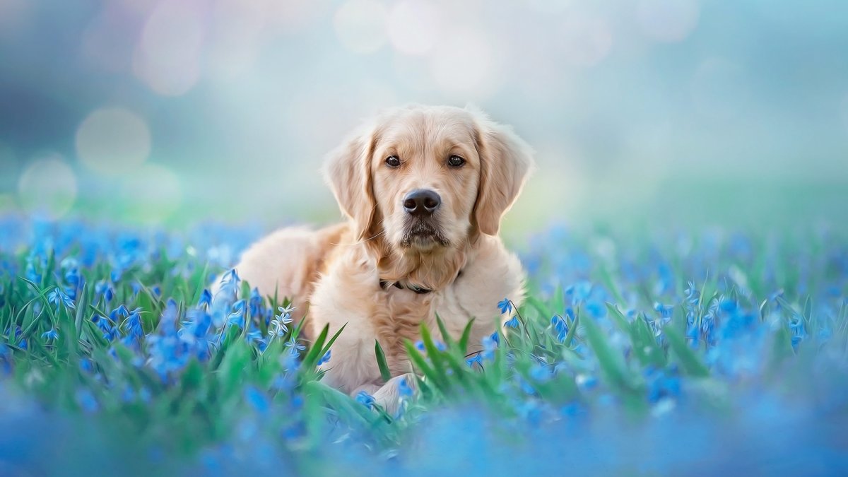 Золотистый ретривер голубой