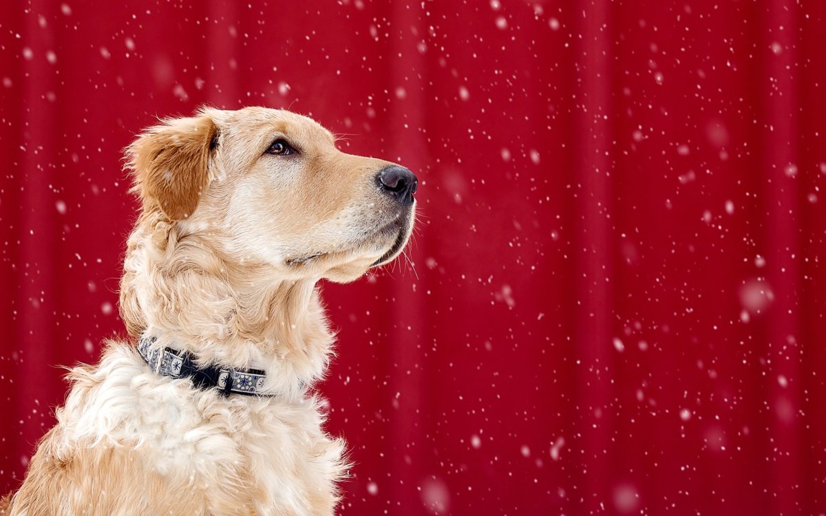 Золотистый ретривер