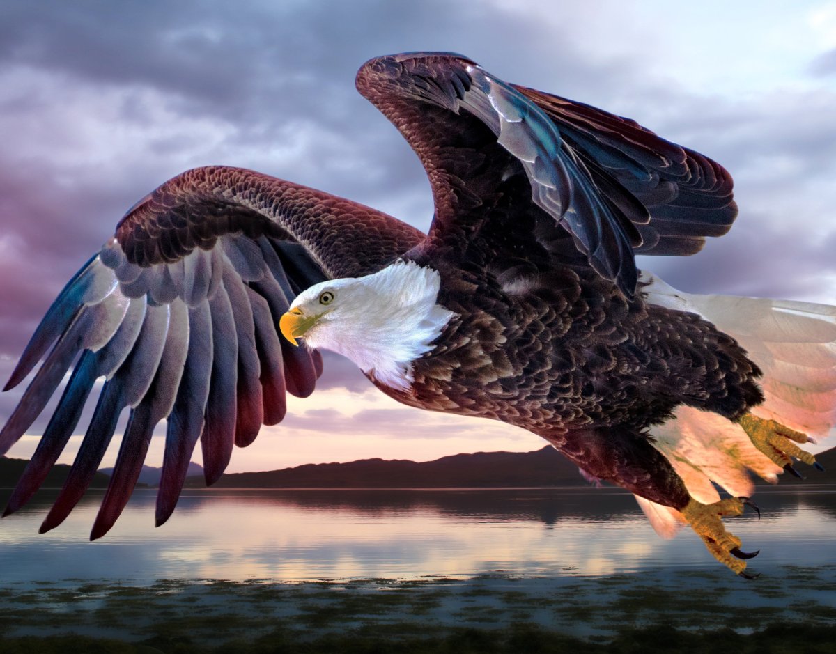 Американский Орел в природе