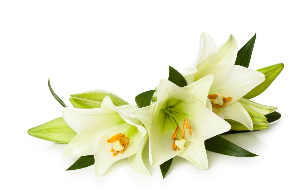 Белые лилии на прозрачном фоне высокого разрешения