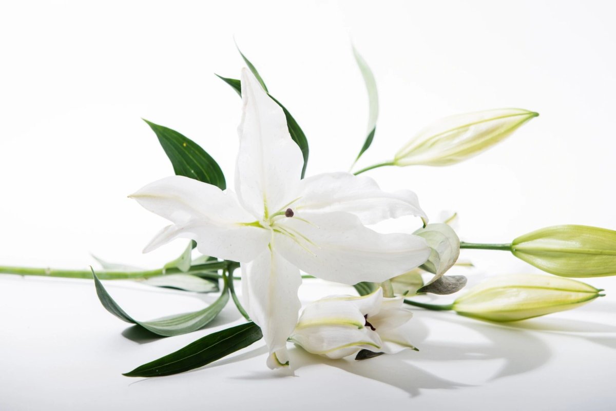 Белые лилии вертикально
