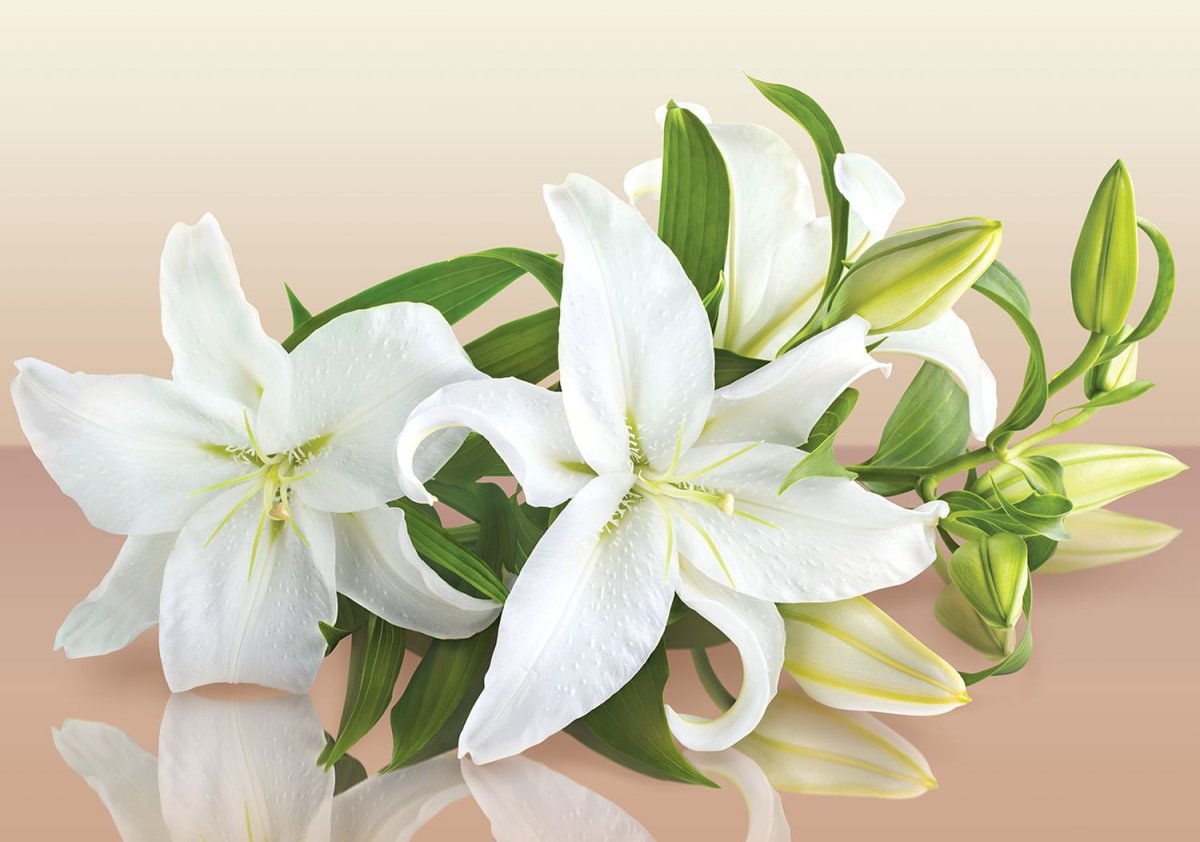 Лилия премиум блонд